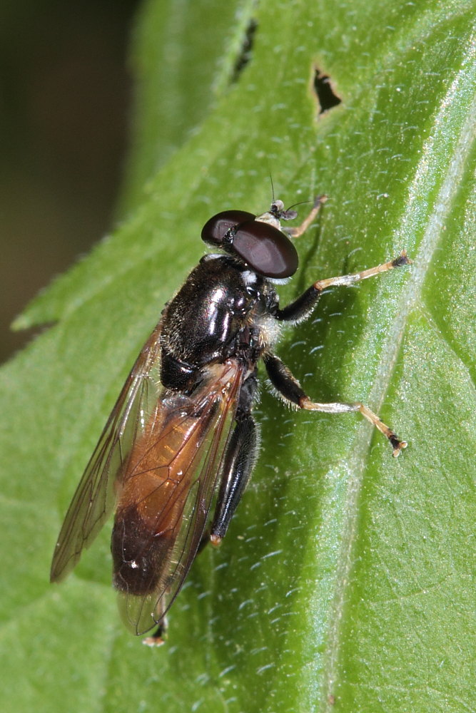Xylota segnis